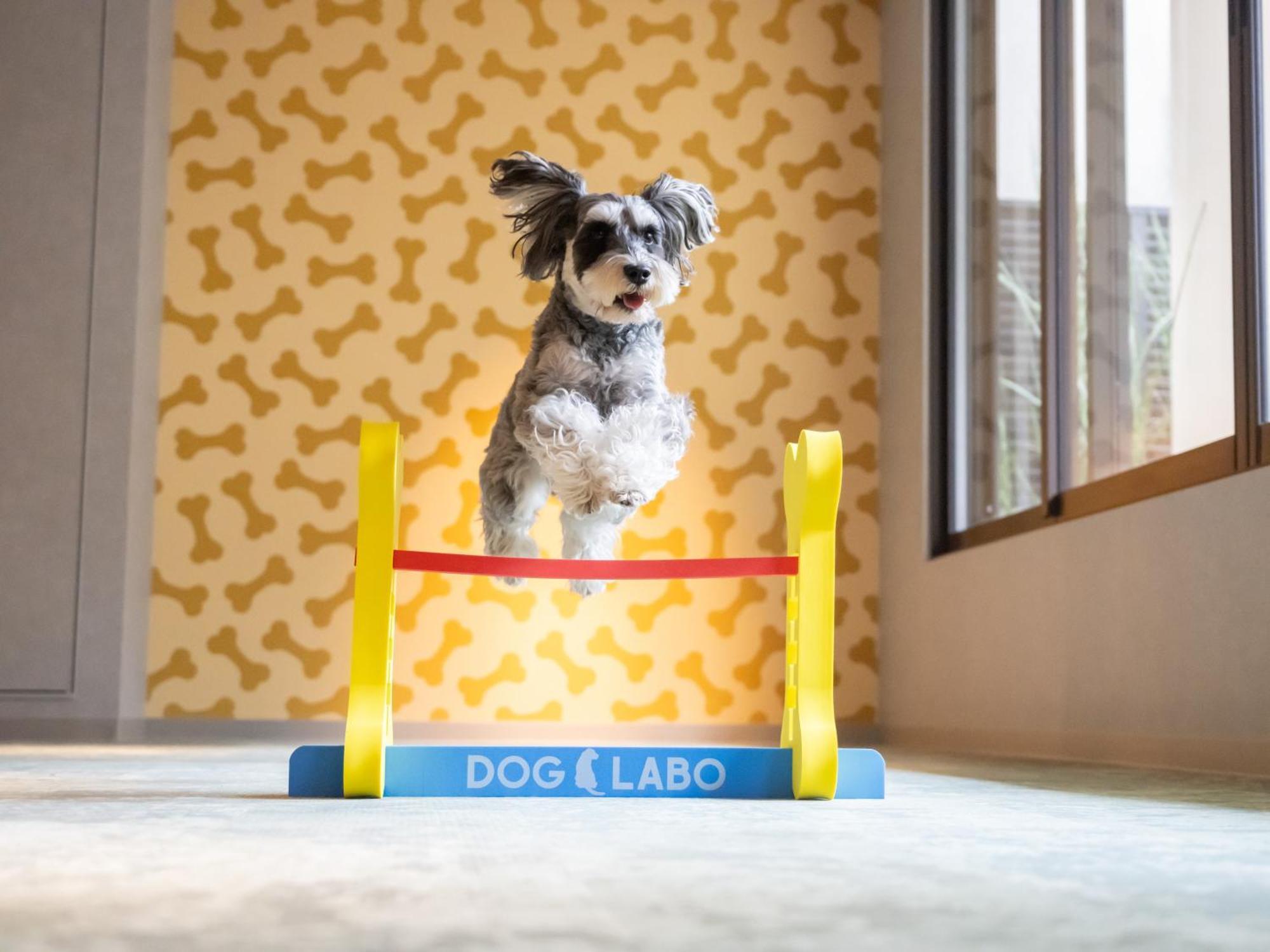 Hotel Anddoggy Kyoto Nijo 외부 사진