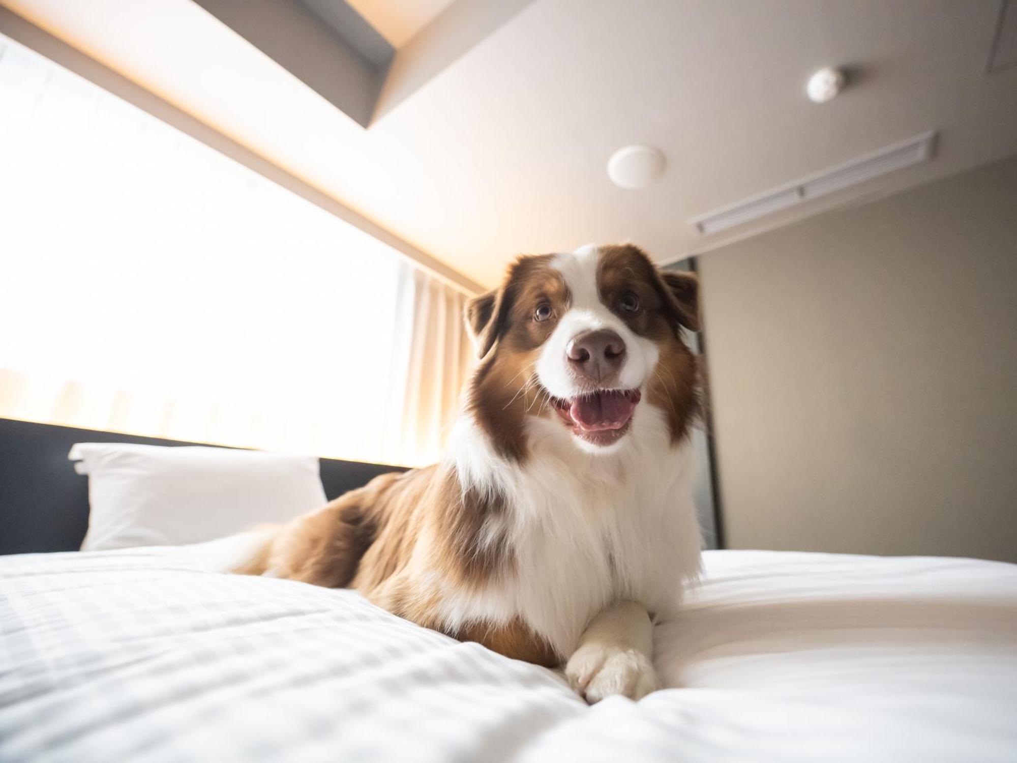 Hotel Anddoggy Kyoto Nijo 외부 사진